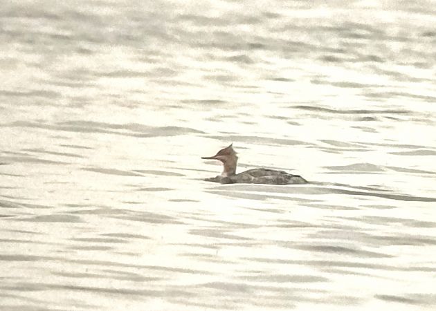 Mittelsäger  - Wojciech Plata