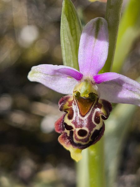 Ophrys fuciflora subsp. druentica  - Bertrand Von Arx