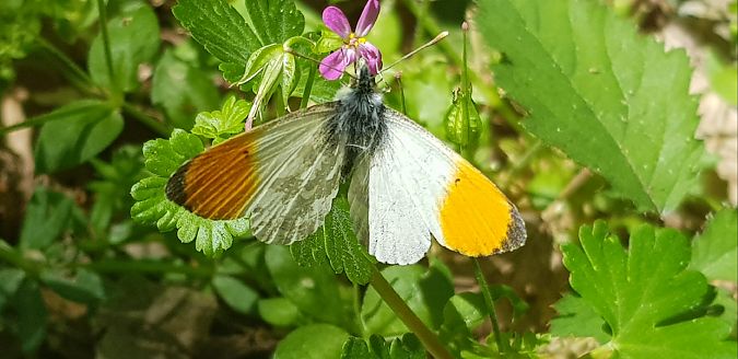 Anthocharis cardamines  - Giuseppe Di Lieto