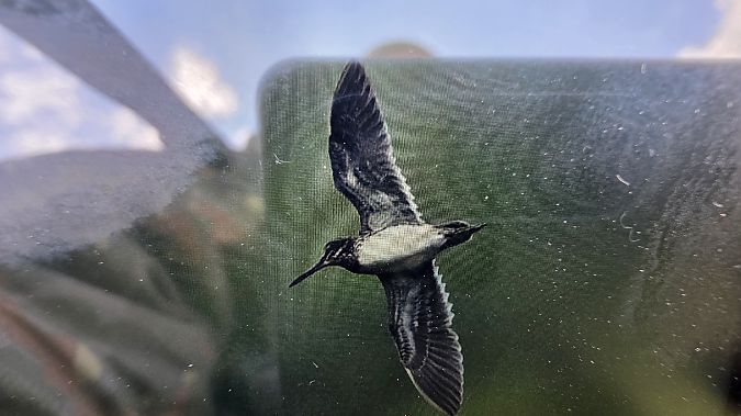 bekasik  - Przemysław Stachyra