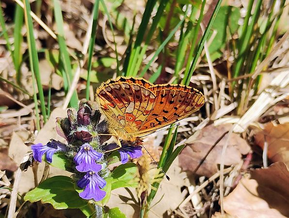 Boloria euphrosyne  - Marco Cortemiglia
