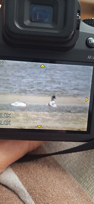 ohar  - Ewelina Hanyż