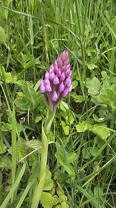 Anacamptis pyramidalis  - Laurent Buin