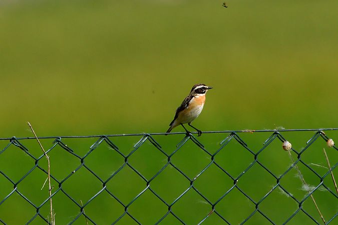 Stiaccino  - Michelangelo Lamera