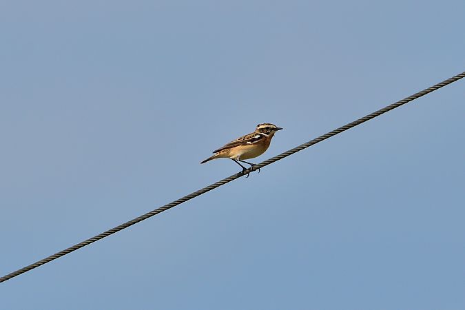 Stiaccino  - Michelangelo Lamera