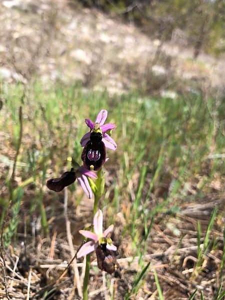 Ophrys aurelia  - Marc Le Dorze