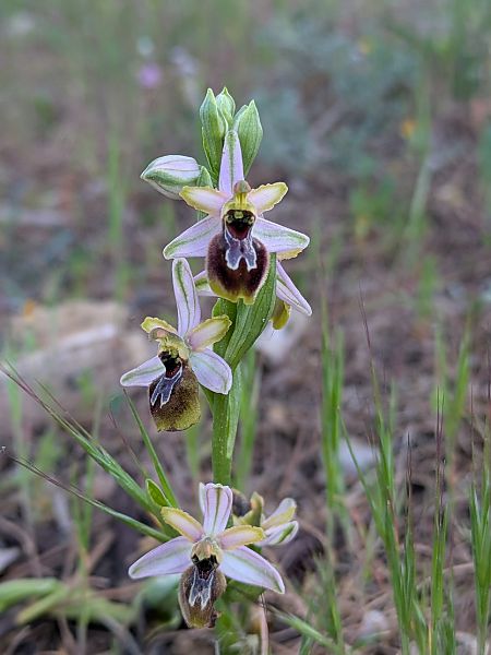 Ophrys splendida  - Frank Dhermain