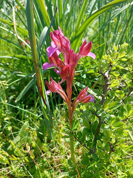 Anacamptis papilionacea  - Bernard Sonnerat