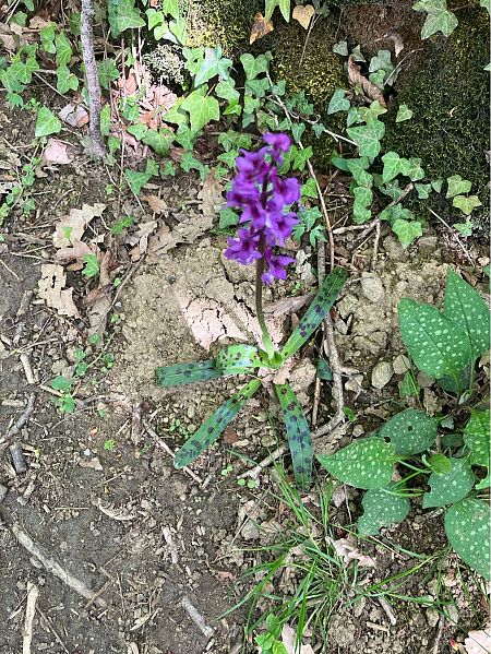 Orchis mascula  - Fanny Desaintjean