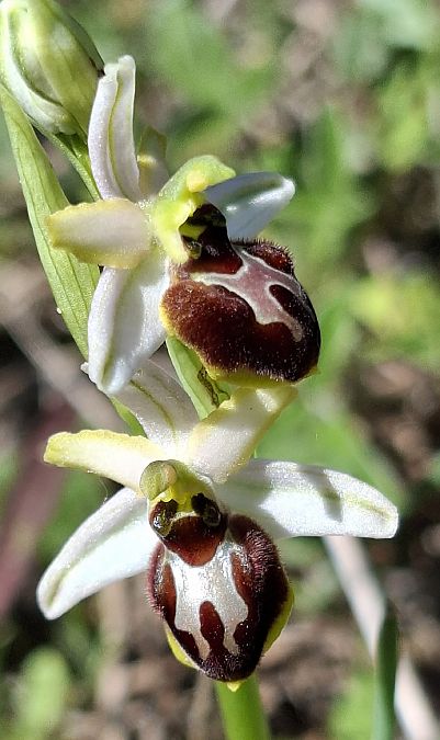 Ophrys splendida 