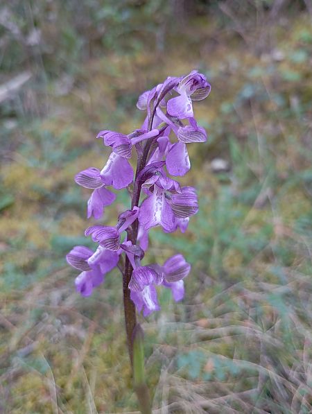 Anacamptis morio  - Aurélie Guégnard