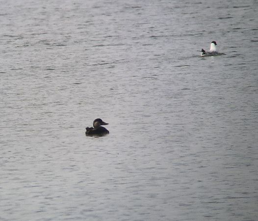 markaczka  - Tomasz Zarzycki