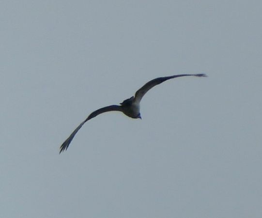 Falco pescatore  - Monica Carabella