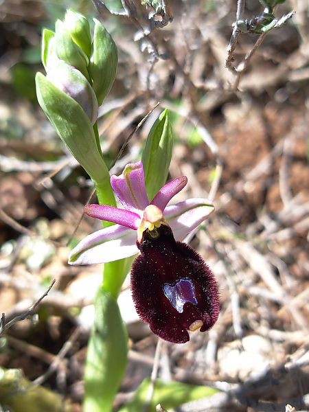 Ophrys saratoi  - Emmanuel Cosson
