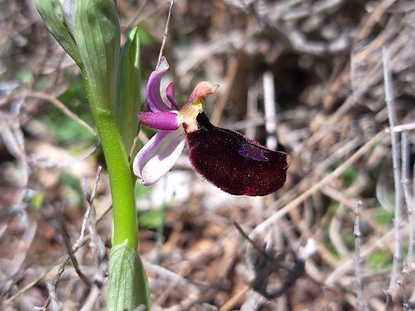 Ophrys saratoi  - Emmanuel Cosson