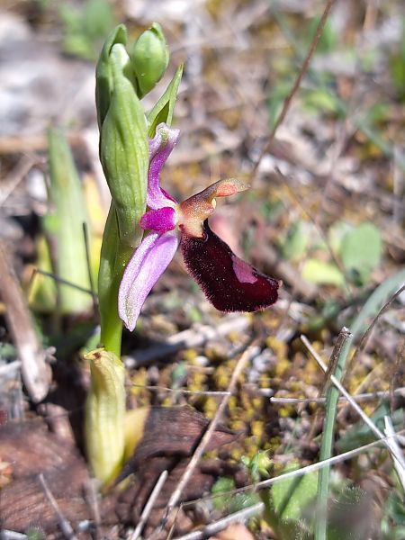 Ophrys saratoi  - Emmanuel Cosson