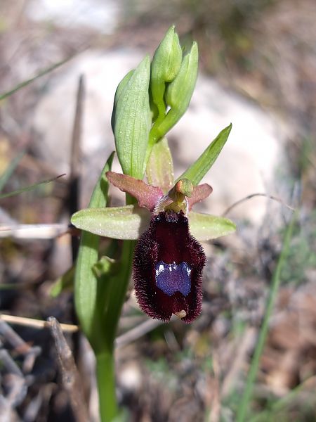 Ophrys saratoi  - Emmanuel Cosson