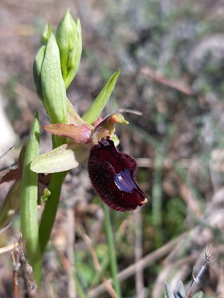 Ophrys saratoi  - Emmanuel Cosson