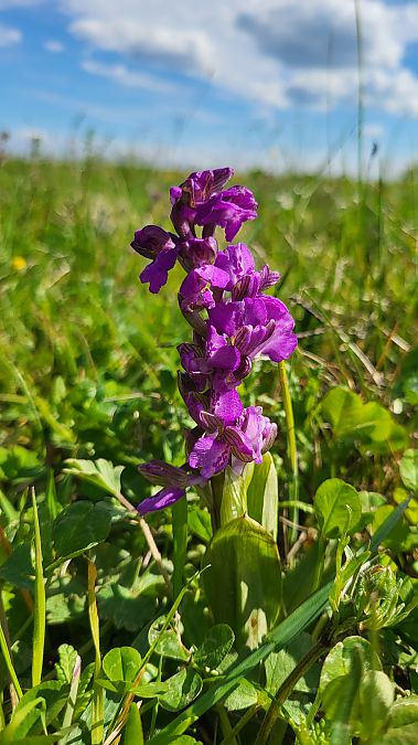 Anacamptis morio  - Christian Lenhard