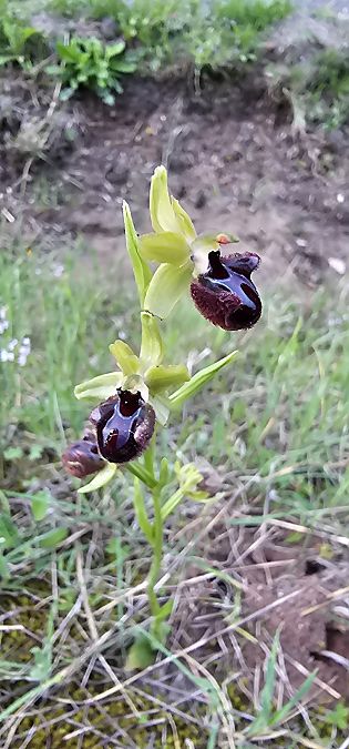 Ophrys incubacea  - Claire Perrachon