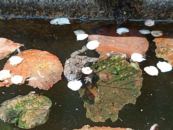 Ululone appenninico  - Claudio Danesi