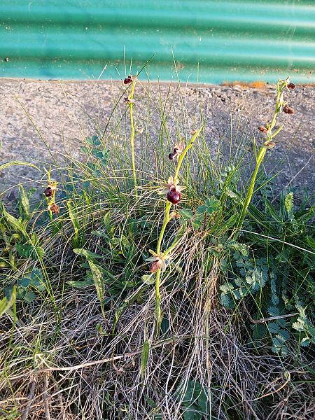 Ophrys passionis  - Marta i Dani López Bernat