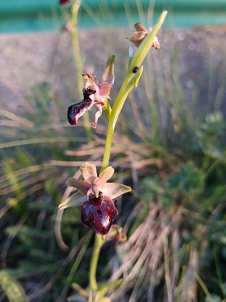 Ophrys passionis  - Marta i Dani López Bernat