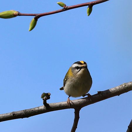 Fiorrancino  - Renato Sascor