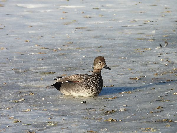 krakwa  - Bartłomiej Kusal