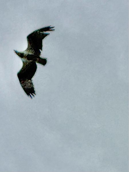 Àguila pescadora  - Toni Leiva Sanchez