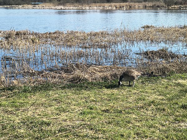 bernikla kanadyjska  - Bartłomiej Kusal