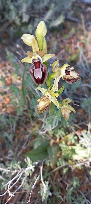 Ophrys provincialis  - Gerard Chassan
