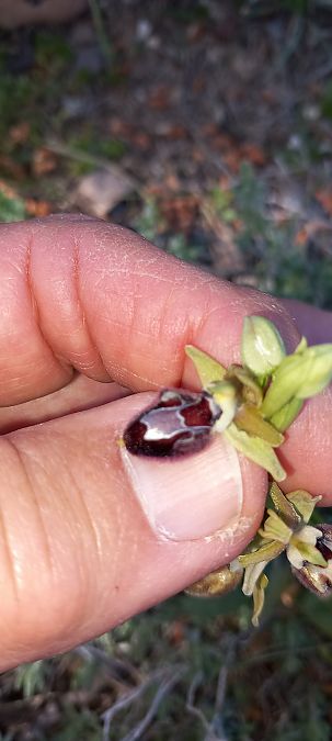 Ophrys provincialis  - Gerard Chassan
