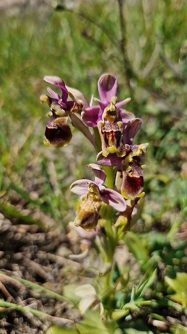 Ophrys tenthredinifera  - Bruno Souny
