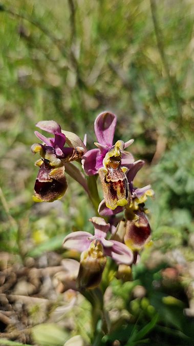 Ophrys tenthredinifera  - Bruno Souny