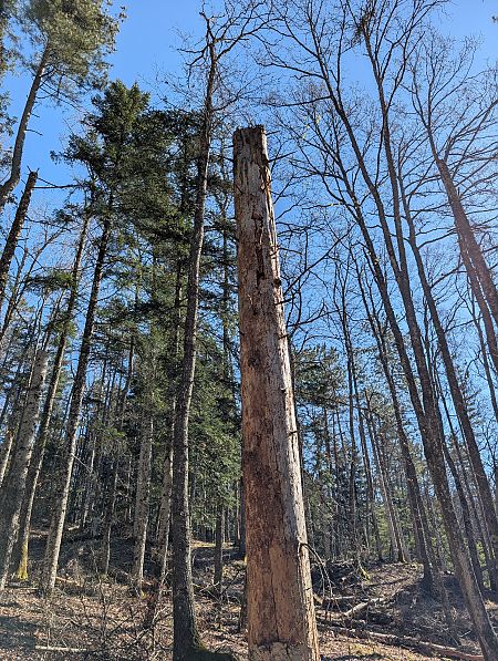 Picchio nero  - Davide Ridente