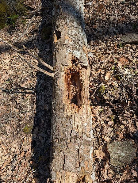 Picchio nero  - Davide Ridente