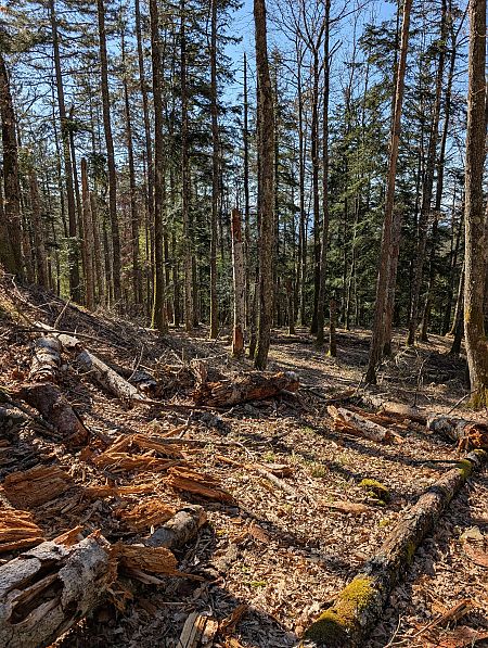 Pic noir  - Davide Ridente