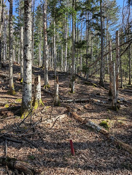 Picchio nero  - Davide Ridente