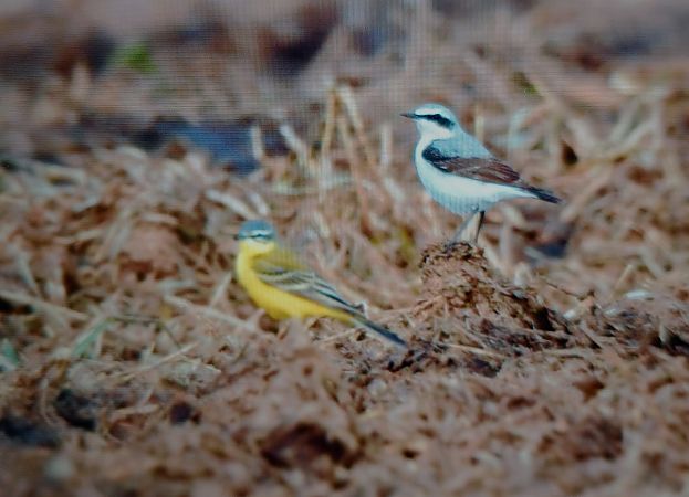 Culbianco  - Michelangelo Lamera