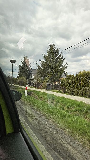 bocian biały  - Anna Kamilewicz-Wicik