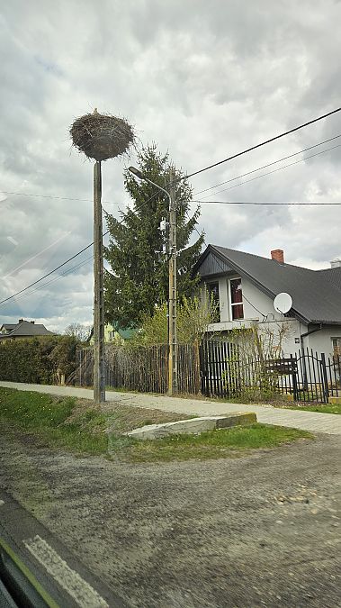 bocian biały  - Anna Kamilewicz-Wicik