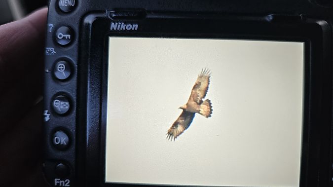 orzeł przedni  - Michał Wnuk