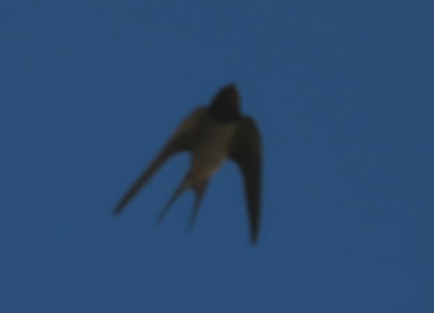 Rondine  - Jean Toubert