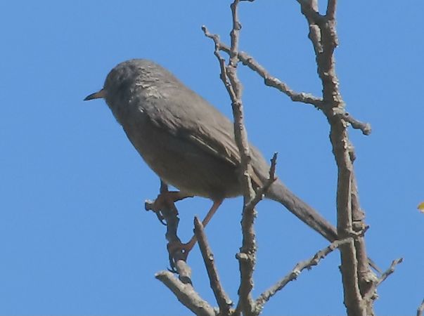 Magnanina  - Jean Toubert