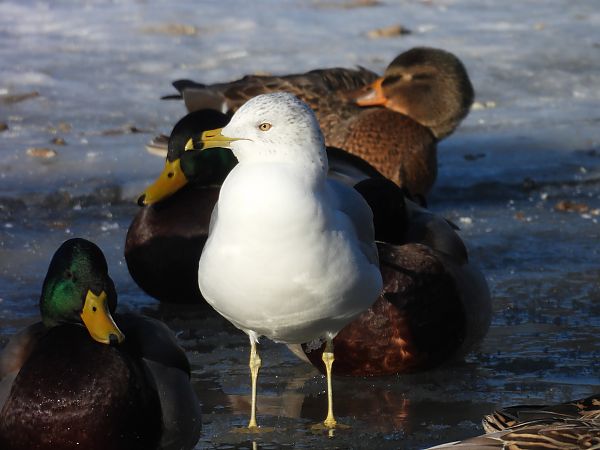 mewa delawarska  - Bartłomiej Kusal
