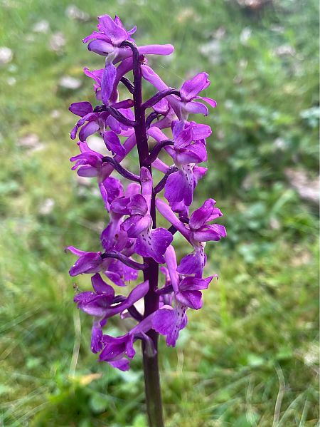 Orchis mascula  - Erwan Leherisse