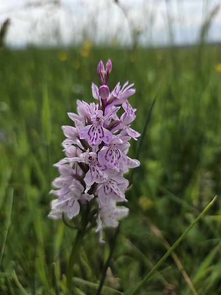 Dactylorhiza maculata  - Antoine Albisson