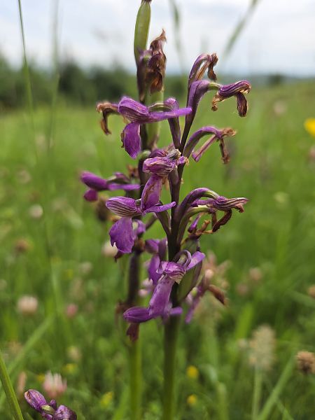 Anacamptis morio  - Antoine Albisson