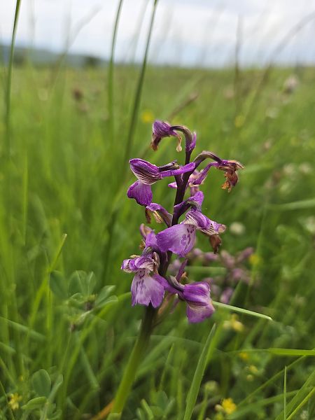 Anacamptis morio  - Antoine Albisson
